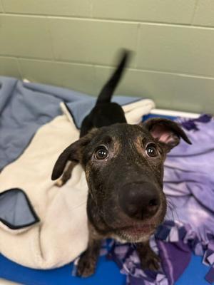 Oakley, Shepherd (Unknown Type), puppy, available for adoption
