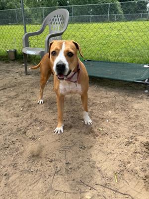 A tan and white dog standing in a dirt-covered yard with a grey plastic chair and a green elevated pet bed in the background.