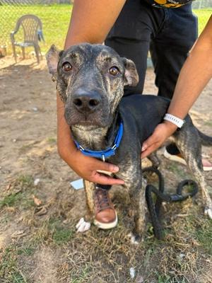 Maverick, Staffordshire Bull Terrier, young, available for adoption