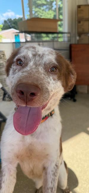 Rowley, Border Collie, young, available for adoption