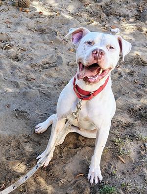A white dog with a red collar sitting on sandy ground.