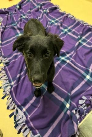 Diana, Labrador Retriever / Retrievers (All Types), puppy, available for adoption