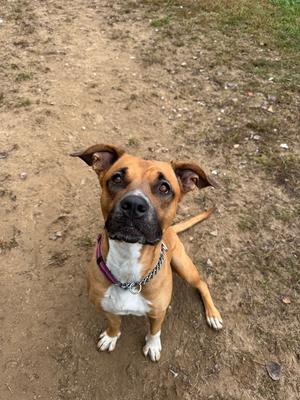 A brown and white dog with a purple collar and a chain leash, sitting on a dirt path.