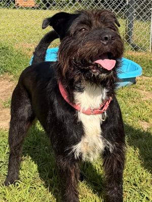 Frazzle, Airedale Terrier, adult, available for adoption
