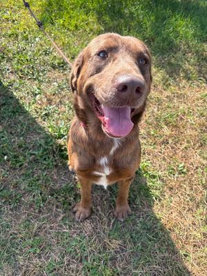A brown dog with a white chest patch is sitting on grass, looking up with its mouth open and tongue out. The dog has floppy ears and a shiny coat, and it appears to be on a leash.