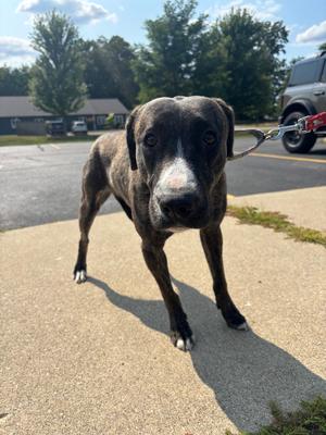 Anna, Staffordshire Bull Terrier, young, available for adoption