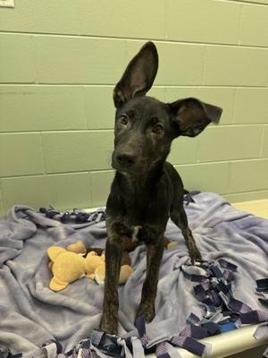 King Cobra, Shepherd (Unknown Type), puppy, available for adoption