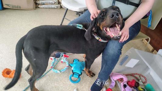 Boomer, Coonhound, adult, available for adoption