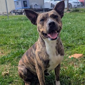 Maine, Mixed Breed (Medium), adult, available for adoption