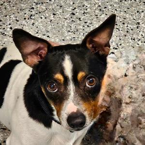 Carlos, Terrier, Jack Russell, adult, available for adoption