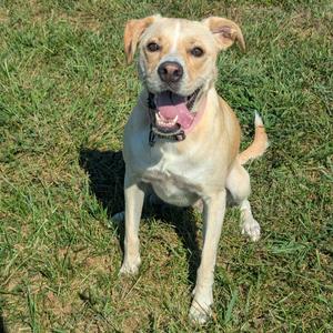 A happy dog sitting on grass with its tongue out