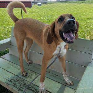 A brown and white dog standing on a wooden bench, with its mouth open and tongue out, looking happy and playful.