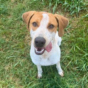 Ted Lasso, Coonhound, Bluetick, available for adoption