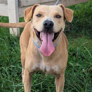 Princess Pink, Terrier, adult, available for adoption