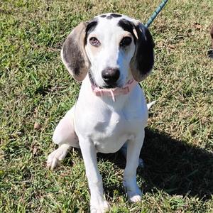 Sage, Hound, available for adoption
