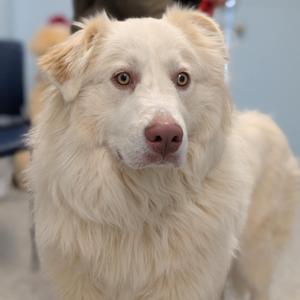 A close-up of a fluffy cream-colored dog with light brown eyes and a pink nose.