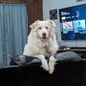 Possum, Pyrenees, Great, young, available for adoption