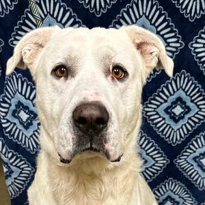 Gandalf, Pyrenees, Great, adult, available for adoption