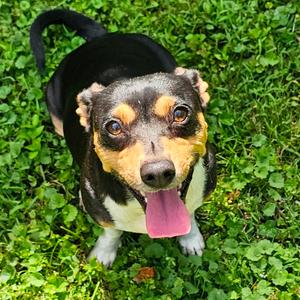 Nancy, Dachshund, Miniature Smooth Haired, adult, available for adoption