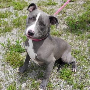 Matt Olson, Terrier, American Staffordshire, young, available for adoption