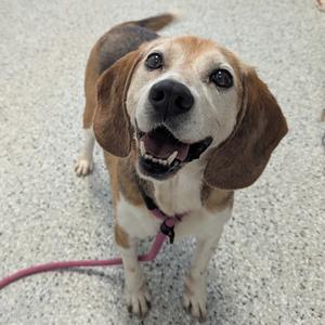 Magnum, Beagle, senior, available for adoption