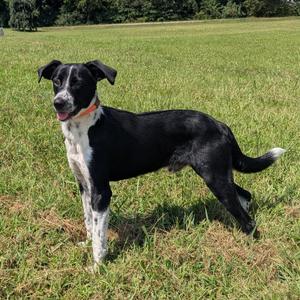 Roy Kent, Collie, Border, adult, available for adoption