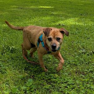A brown dog with a blue harness running on a grassy field.