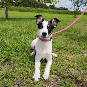 Bridget, Beagle, available for adoption