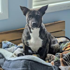 Maryland, Mixed Breed (Medium), adult, available for adoption