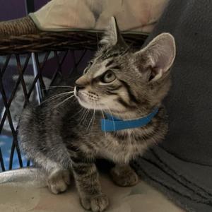 A gray tabby kitten with a blue collar sitting on a couch.