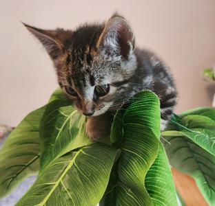Marble, kitten, available for adoption