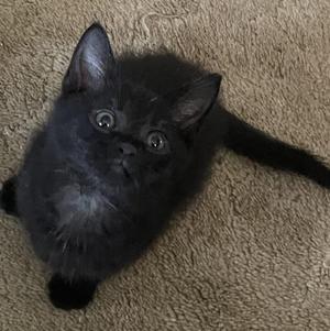 A black kitten with large eyes sitting on a brown carpet.