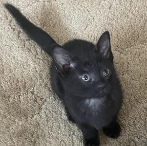 A black kitten with big eyes sitting on a beige carpet.