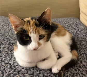 Bubbles, kitten, available for adoption
