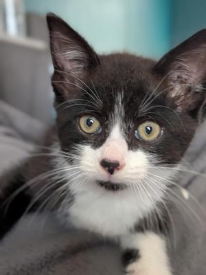 A close-up of a black and white kitten with bright yellow eyes, looking directly at the camera.