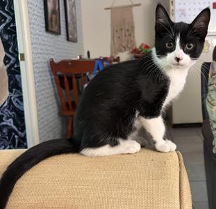 Finnegan, kitten, available for adoption