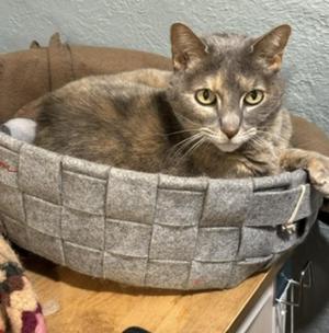 Moth (Courtesy Post), senior, available for adoption