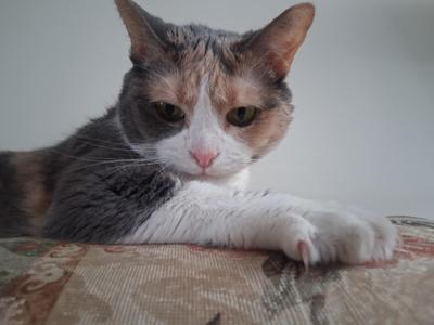 A calico cat with gray, white, and orange fur lying on a patterned surface.