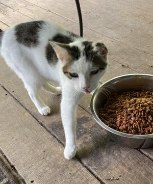 Simba, adult, available for adoption