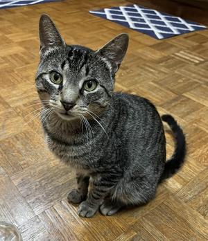 Tony, adult, available for adoption