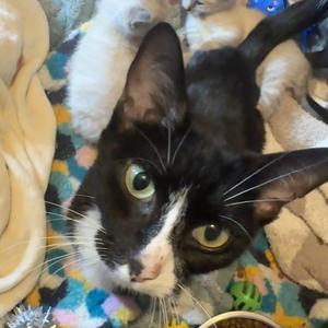Tuna, adult, available for adoption