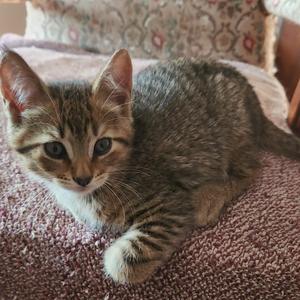 A tabby kitten with large, expressive eyes is lying on a textured pink surface. The kitten has a striped pattern on its fur and is looking directly at the camera.