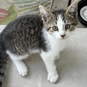 A gray and white tabby kitten with large green eyes, standing on a textured surface.