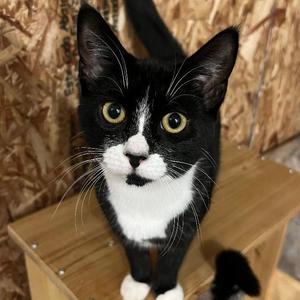 PJ, adult, available for adoption