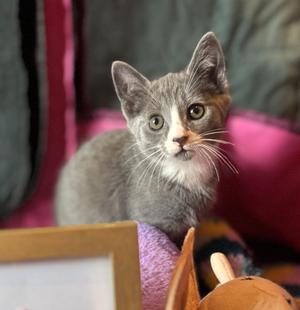 Truffle, kitten, available for adoption