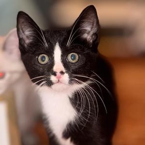 Miso, kitten, available for adoption