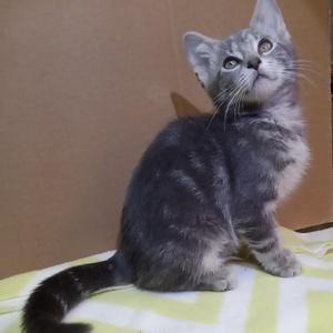 A gray tabby kitten sitting on a yellow and white striped blanket, looking up with wide eyes.