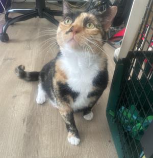 Olivia, adult, available for adoption