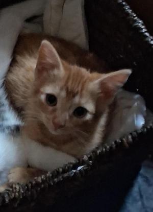 A close-up of a ginger and white kitten with large, expressive eyes, sitting in a dark woven basket. The kitten is looking directly at the camera, with its ears perked up. The background is slightly blurred, focusing attention on the kitten.