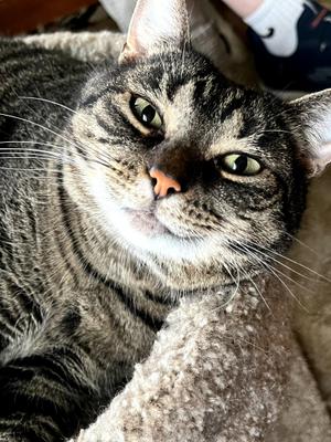 Kit Kat - Courtesy Post, adult, available for adoption